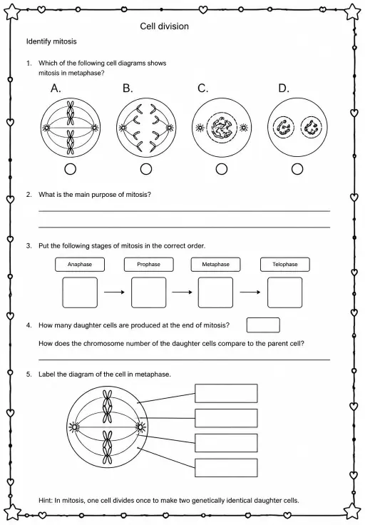 Identify mitosis