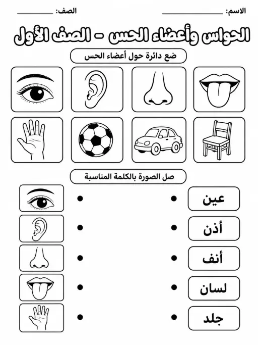الحواس وأعضاء الحس - الصف الأول
