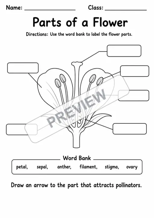Parts of a Flower Labeling Worksheet | 1 Page | Grades 2-3