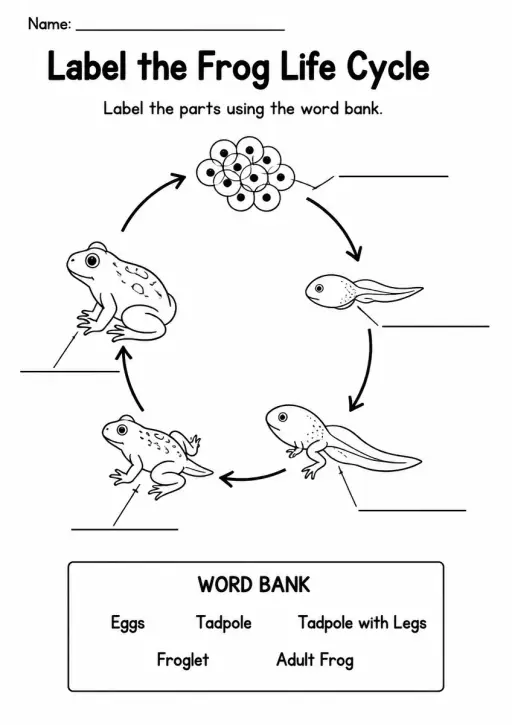 Label the Frog Life Cycle — Grade 3