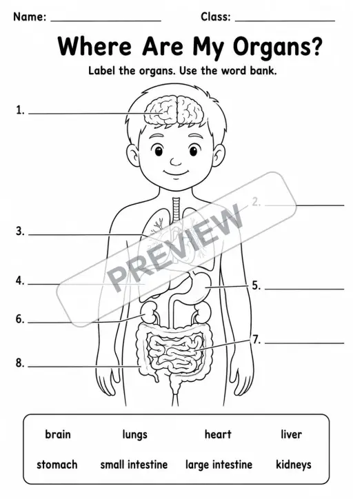 Human Body Organs Diagram Pack | 3 Worksheets | Grades 2-4