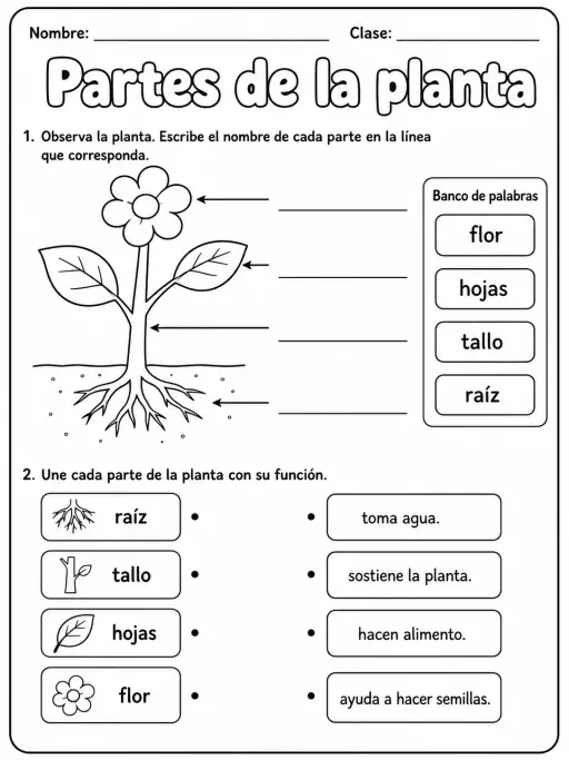 3.º grado - plantas - Paquete de fichas - Conjunto 5