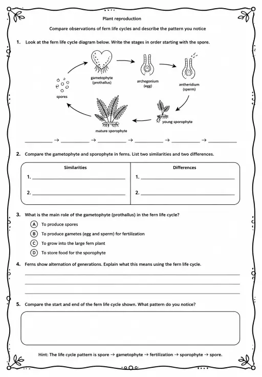 Compare observations of fern life cycles and describe the pattern you notice