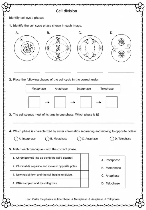 Identify cell cycle phases