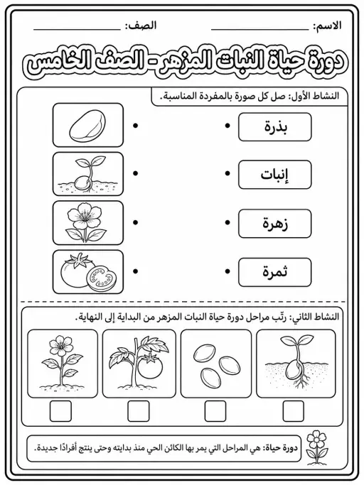 دورة حياة النبات المزهر - الصف الخامس