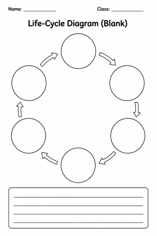 Life-Cycle Diagram (Blank)