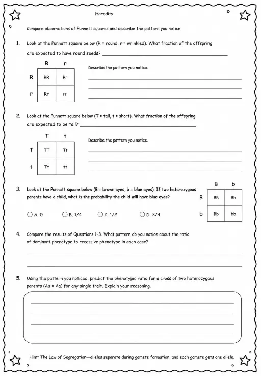 Compare observations of Punnett squares and describe the pattern you notice