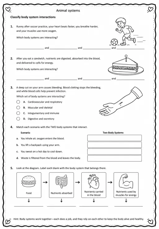Classify body system interactions