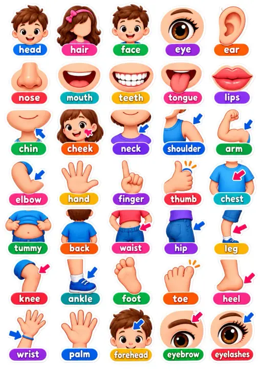 Human Body Parts English Vocabulary Stickers