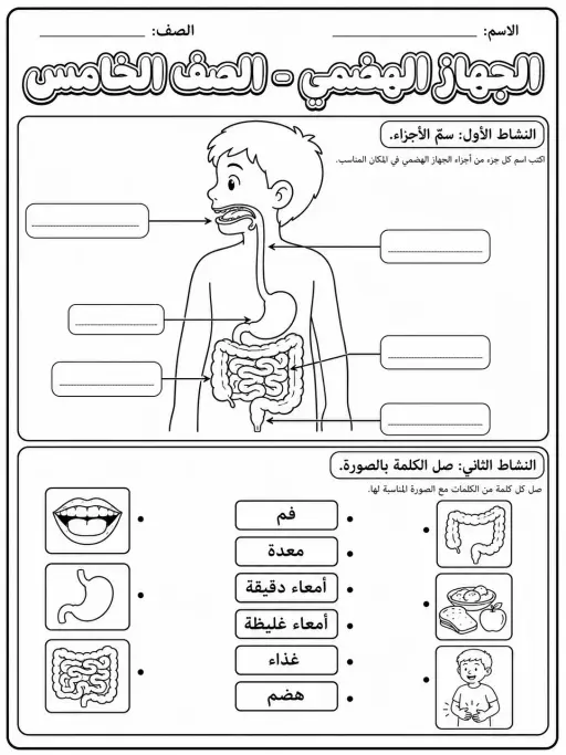 الجهاز الهضمي - الصف الخامس