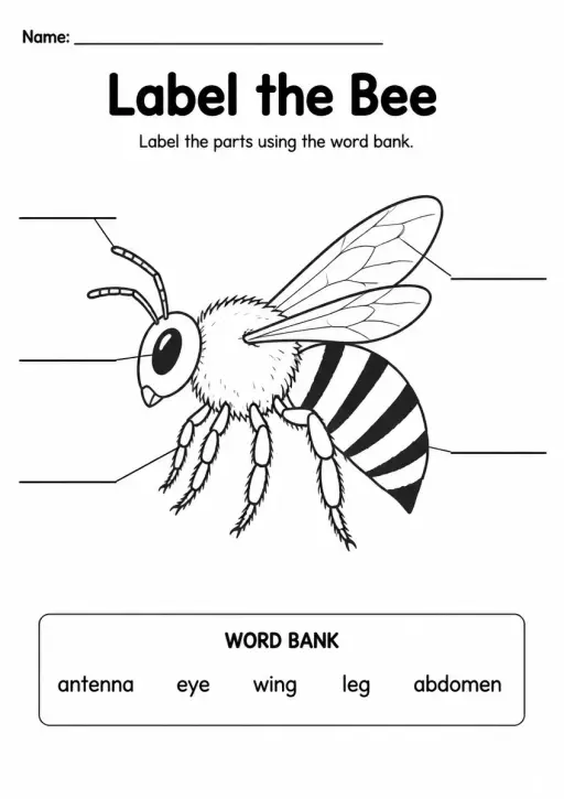 Label the Bee — Grade 3