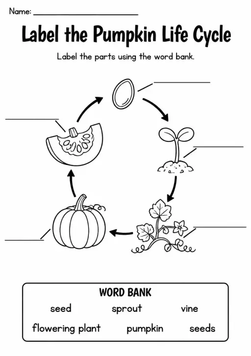 Label the Pumpkin Life Cycle — Grade 2