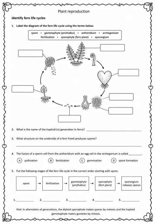 Identify fern life cycles