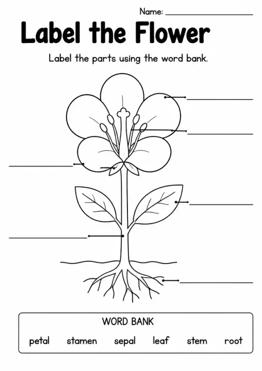 Label the Flower — Kindergarten
