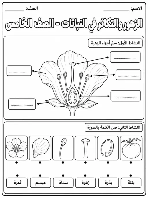 الزهور والتكاثر في النباتات - الصف الخامس