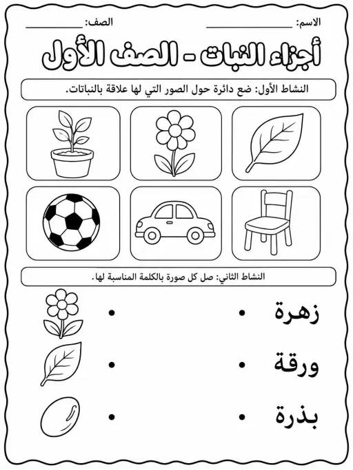 أجزاء النبات - الصف الأول