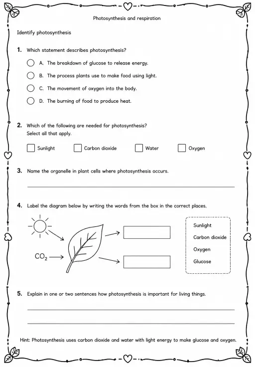 Identify photosynthesis