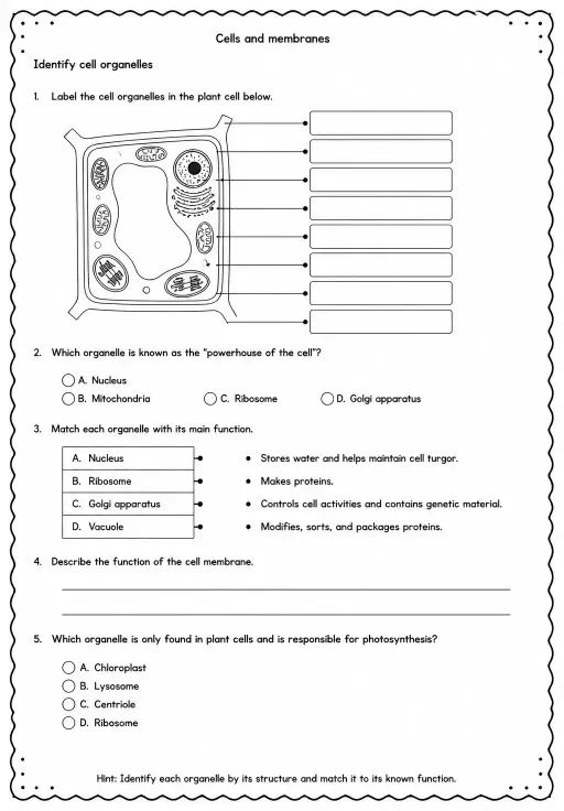 Identify cell organelles