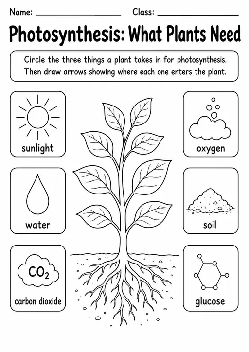 Photosynthesis Worksheets and Answer Keys | 10 Pages | Grades 4-6