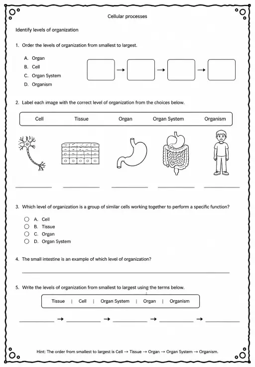 Identify levels of organization