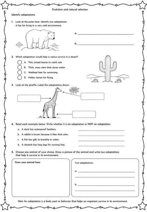 Identify adaptations
