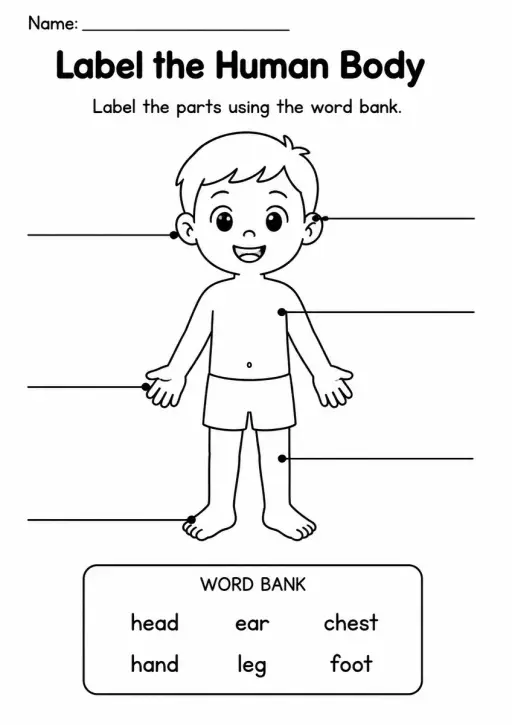 Label the Human Body — Kindergarten
