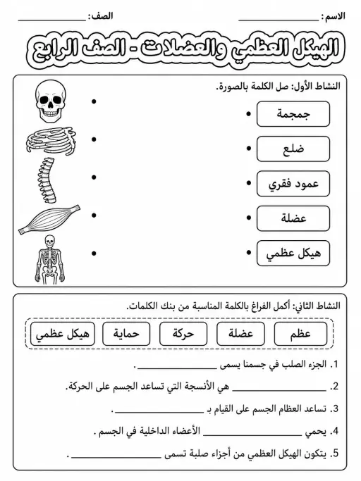 الهيكل العظمي والعضلات - الصف الرابع