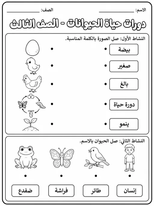 دورات حياة الحيوانات - الصف الثالث