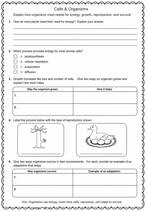 Explain how organisms meet needs for energy, growth, reproduction, and survival