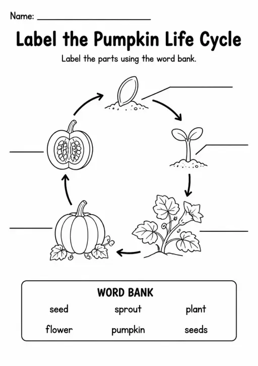 Label the Pumpkin Life Cycle — Grade 3
