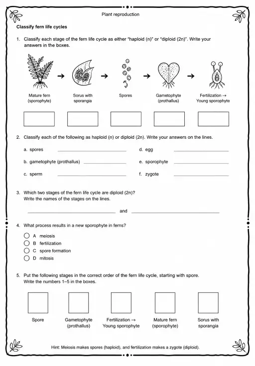 Classify fern life cycles