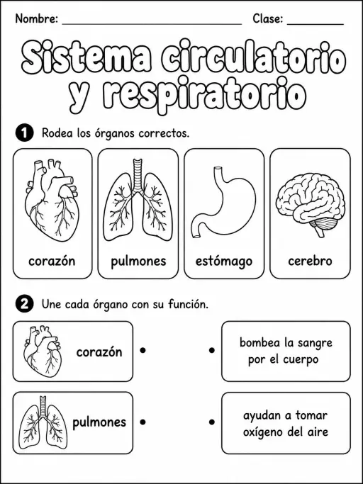 2.º grado - cuerpo humano y salud - Paquete de fichas - Conjunto 4