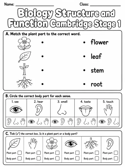 Biology Structure and Function Cambridge Stage 1
