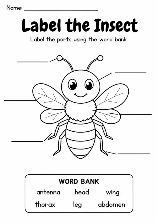 Label the Insect — Kindergarten