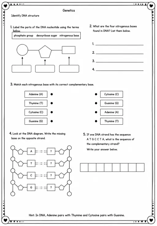 Identify DNA structure