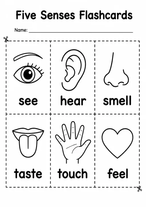 Five Senses Flashcards — Grade 2