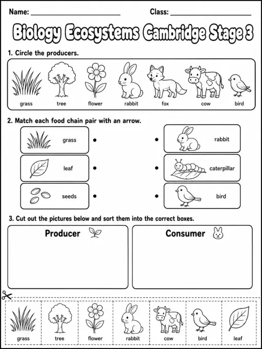 Biology Ecosystems Cambridge Stage 3