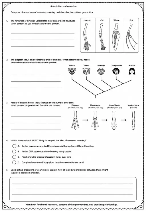 Compare observations of common ancestry and describe the pattern you notice