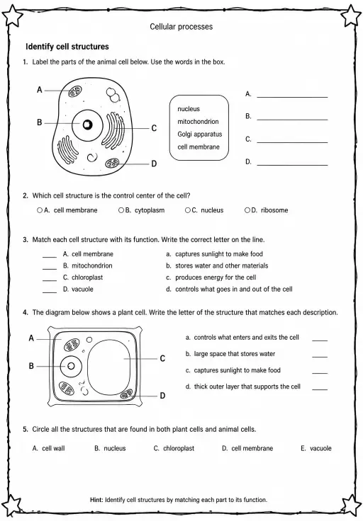 Identify cell structures
