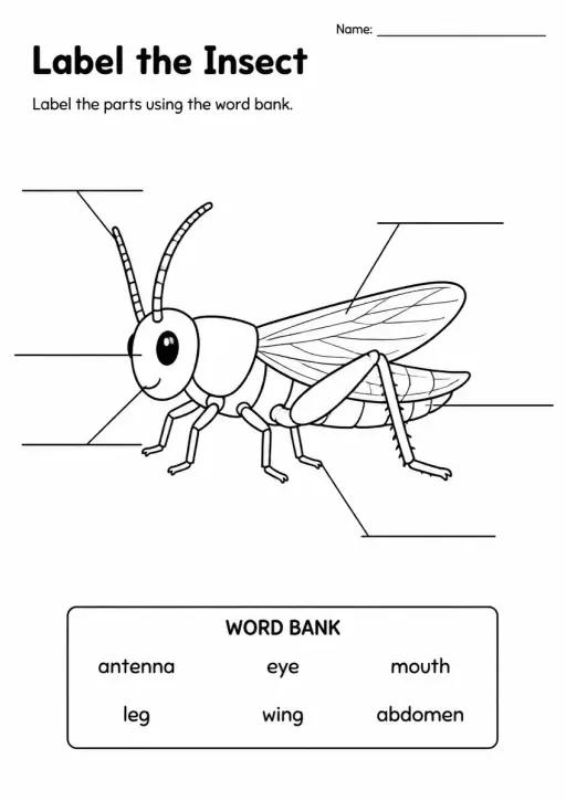 Label the Insect — Grade 3