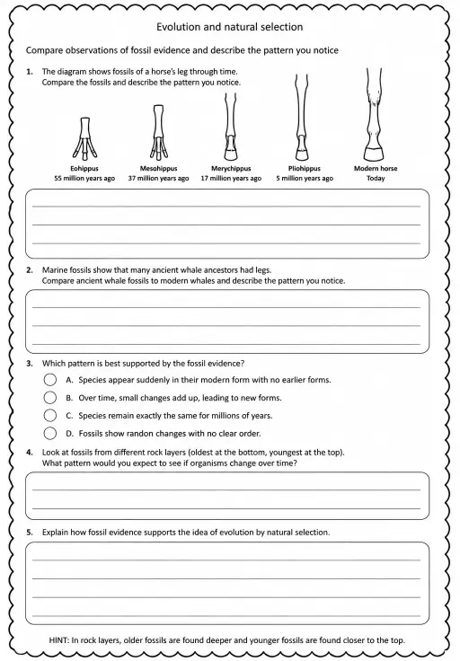 Compare observations of fossil evidence and describe the pattern you notice