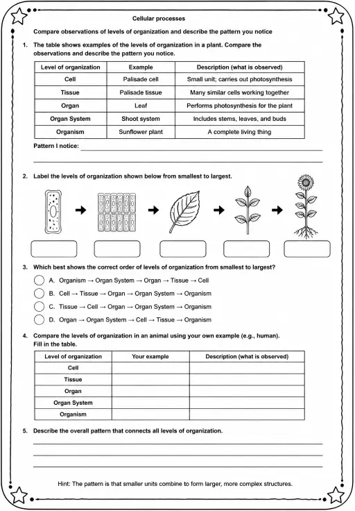 Compare observations of levels of organization and describe the pattern you notice