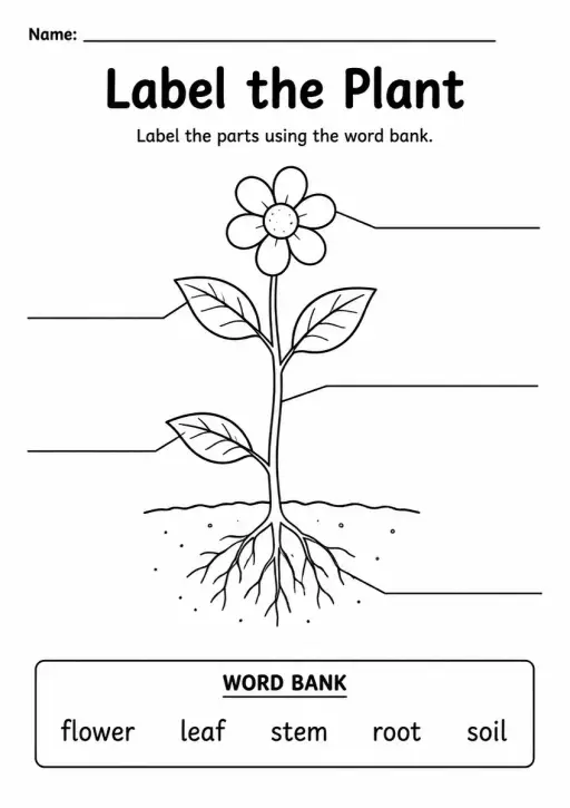 Label the Plant — Grade 2