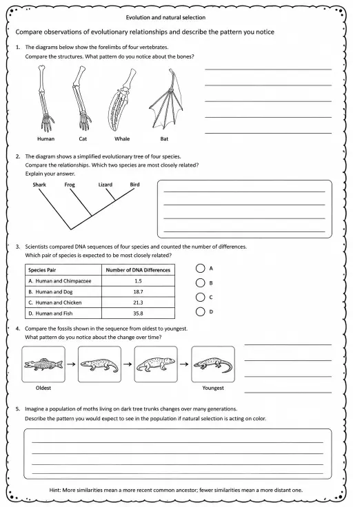 Compare observations of evolutionary relationships and describe the pattern you notice