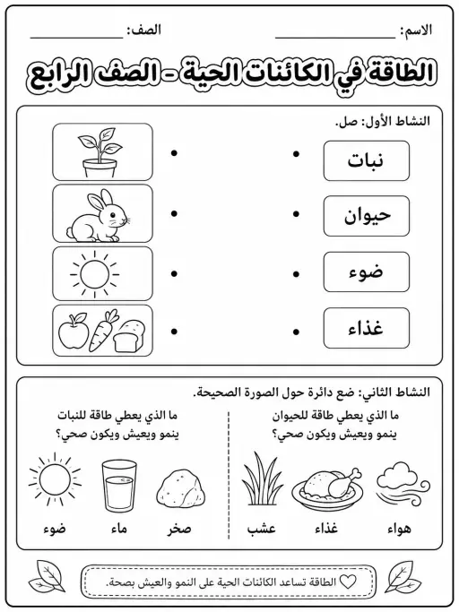 الطاقة في الكائنات الحية - الصف الرابع