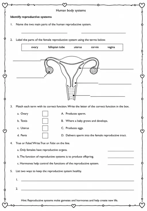 Identify reproductive systems