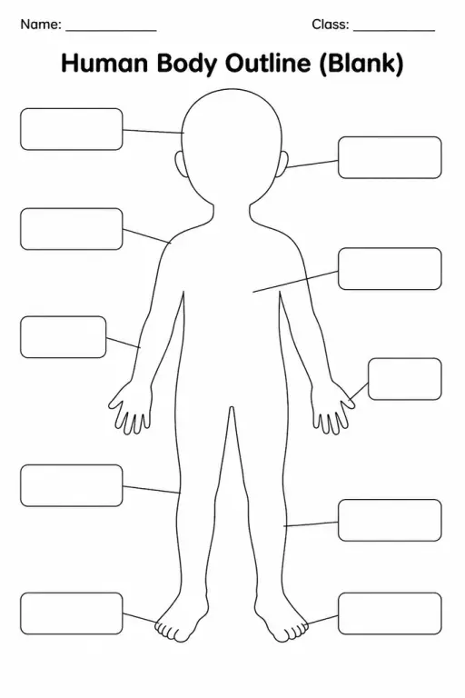 Human Body Outline (Blank)