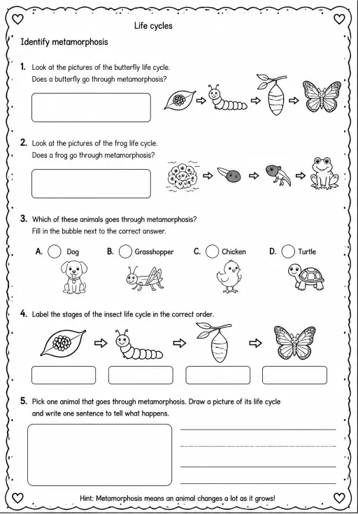 Identify metamorphosis