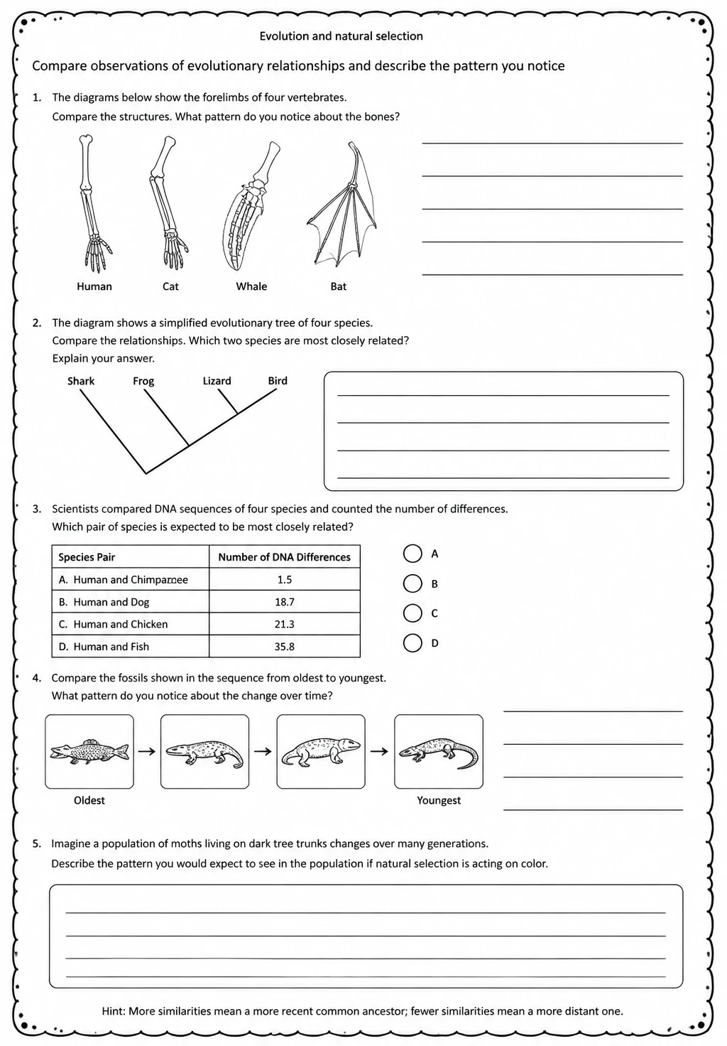 Compare observations of evolutionary relationships and describe the pattern you notice