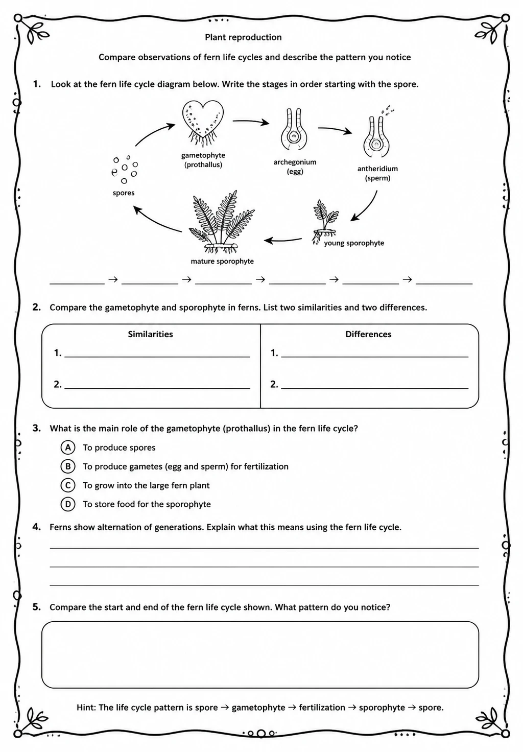 Compare observations of fern life cycles and describe the pattern you notice